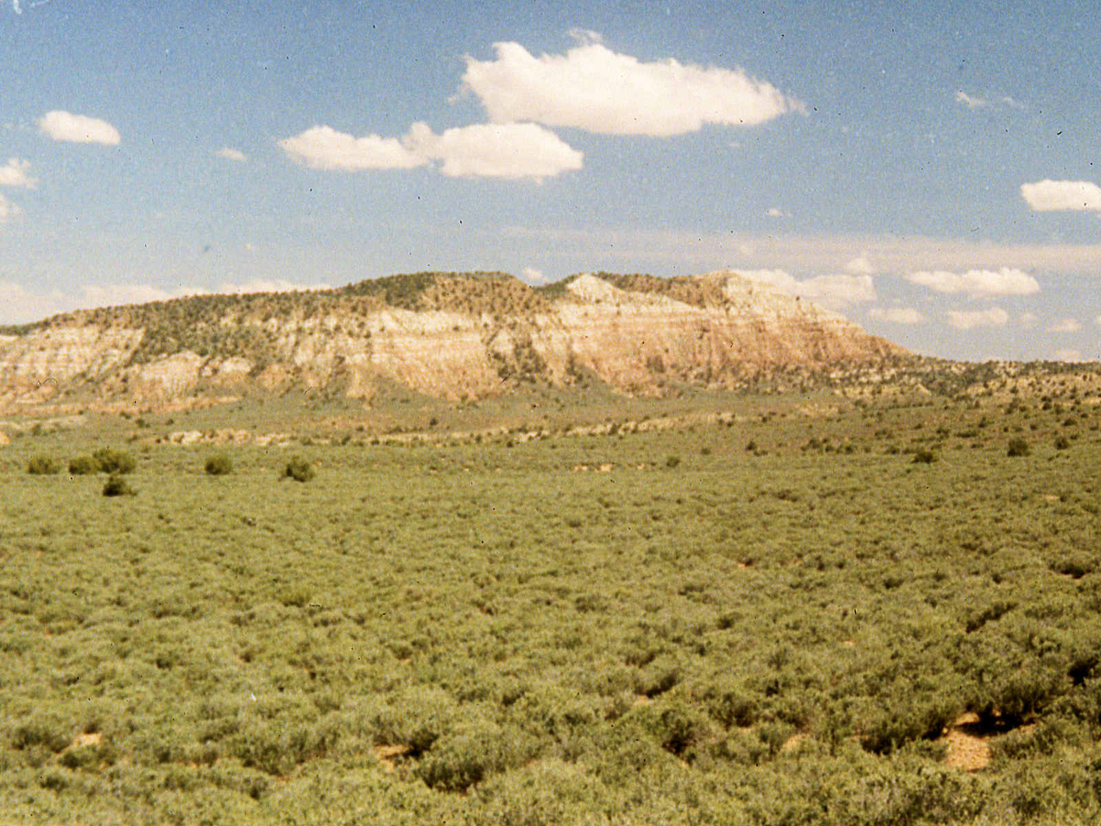 Utah, Washington County, Coleogyne ramosissima