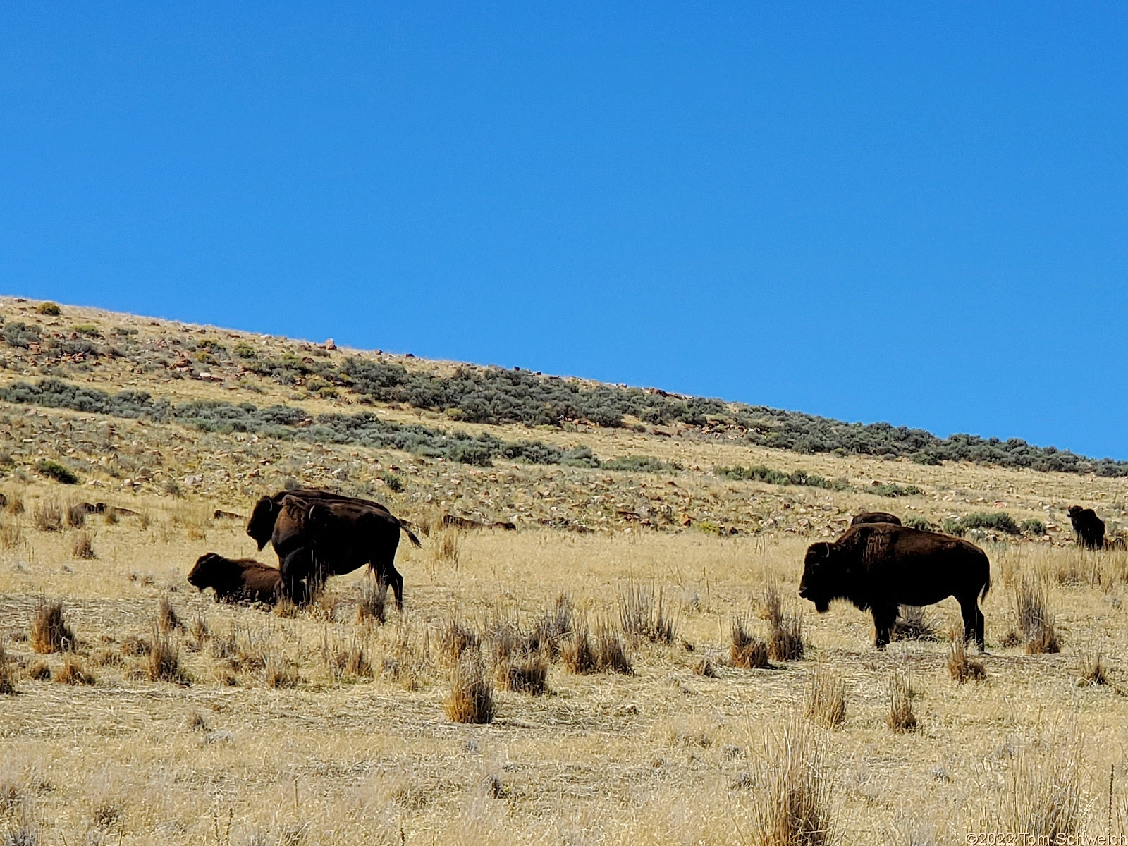 Utah, Davis County, Antelope Island