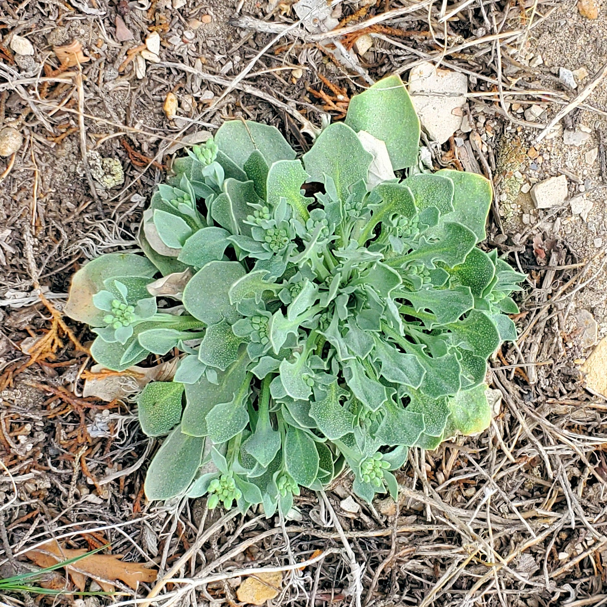 Brassicaceae Physaria vitulifera  bellii