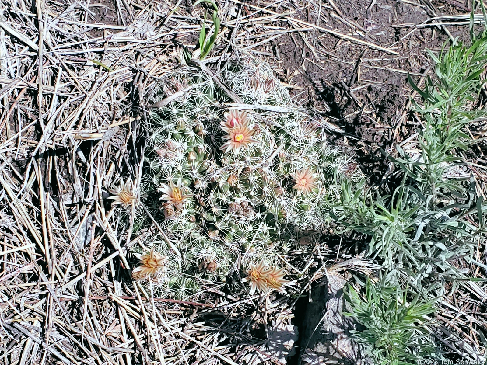 Cactaceae Escobaria missouriensis