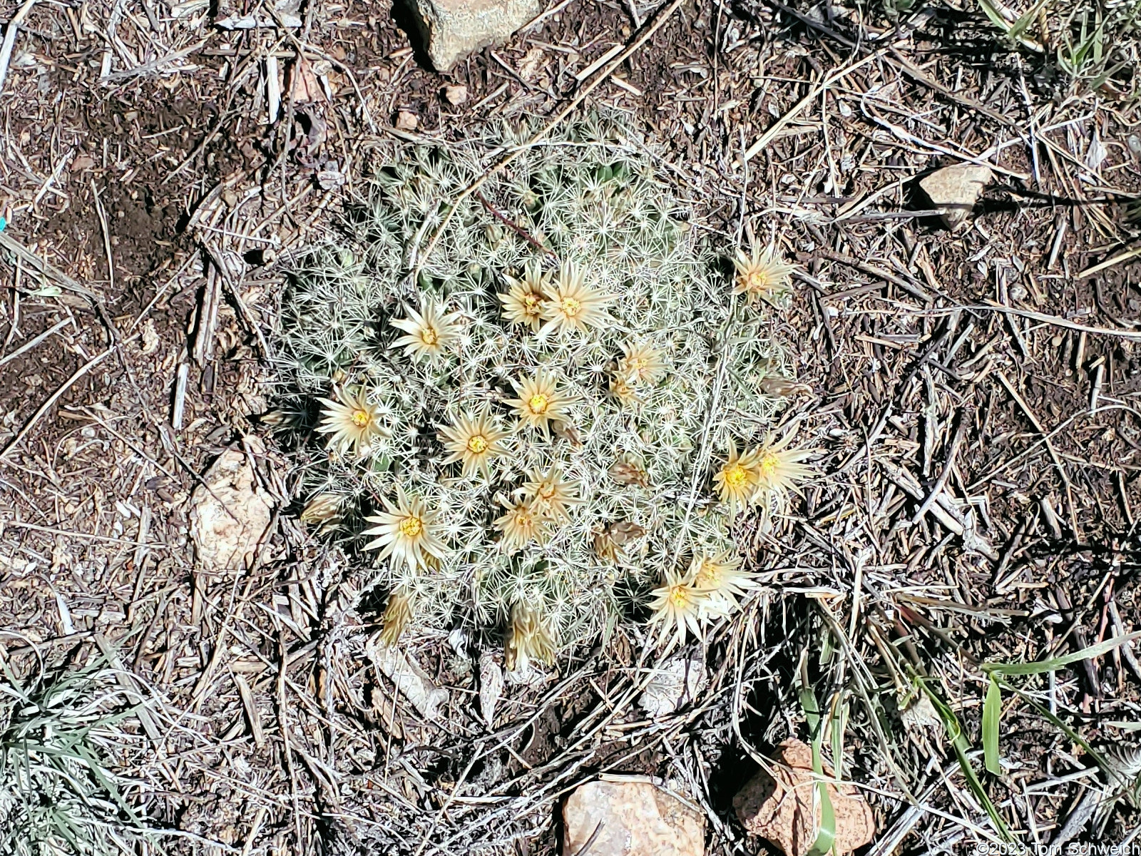 Cactaceae Escobaria missouriensis