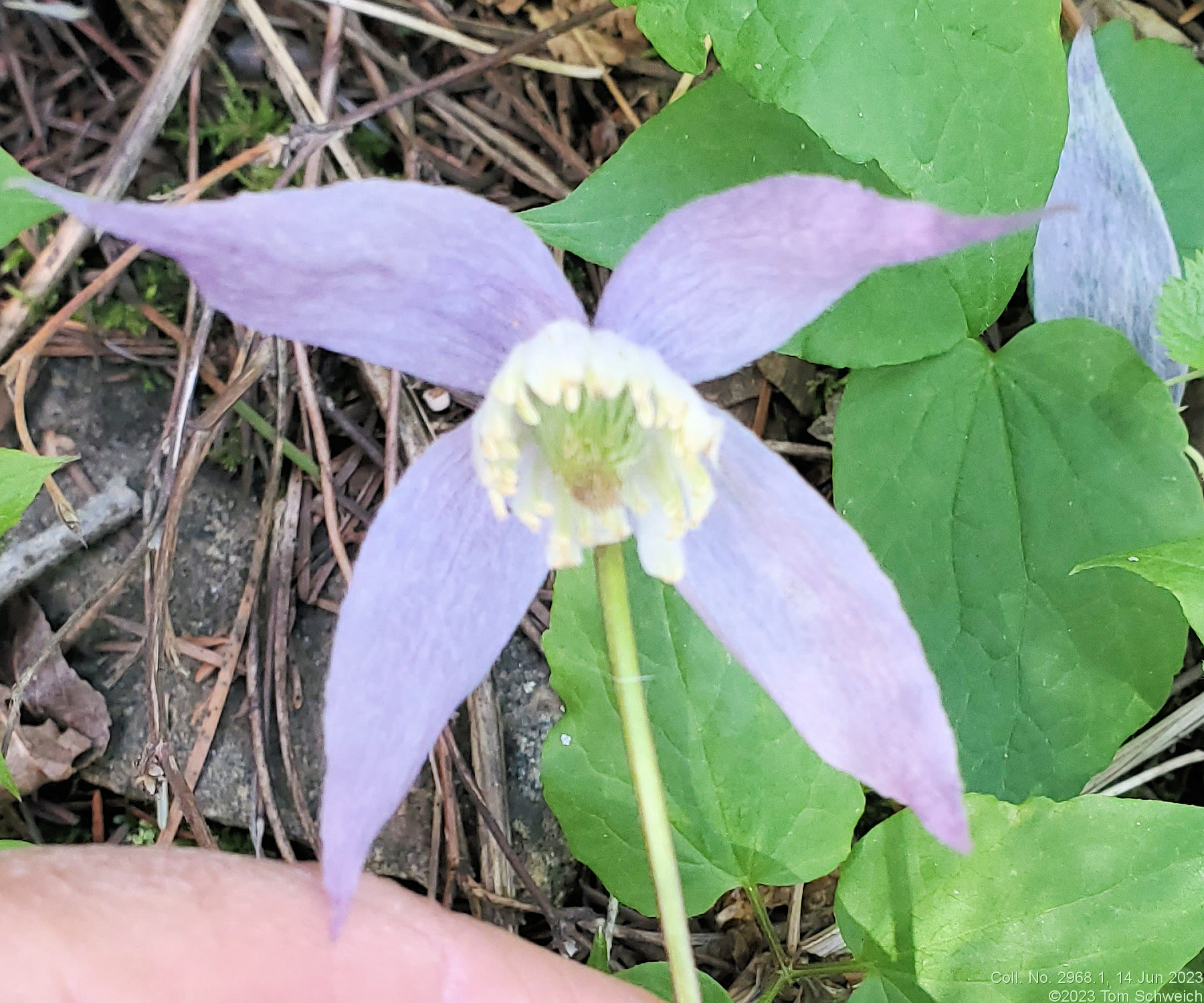 Ranunculaceae Clematis grosseserrata