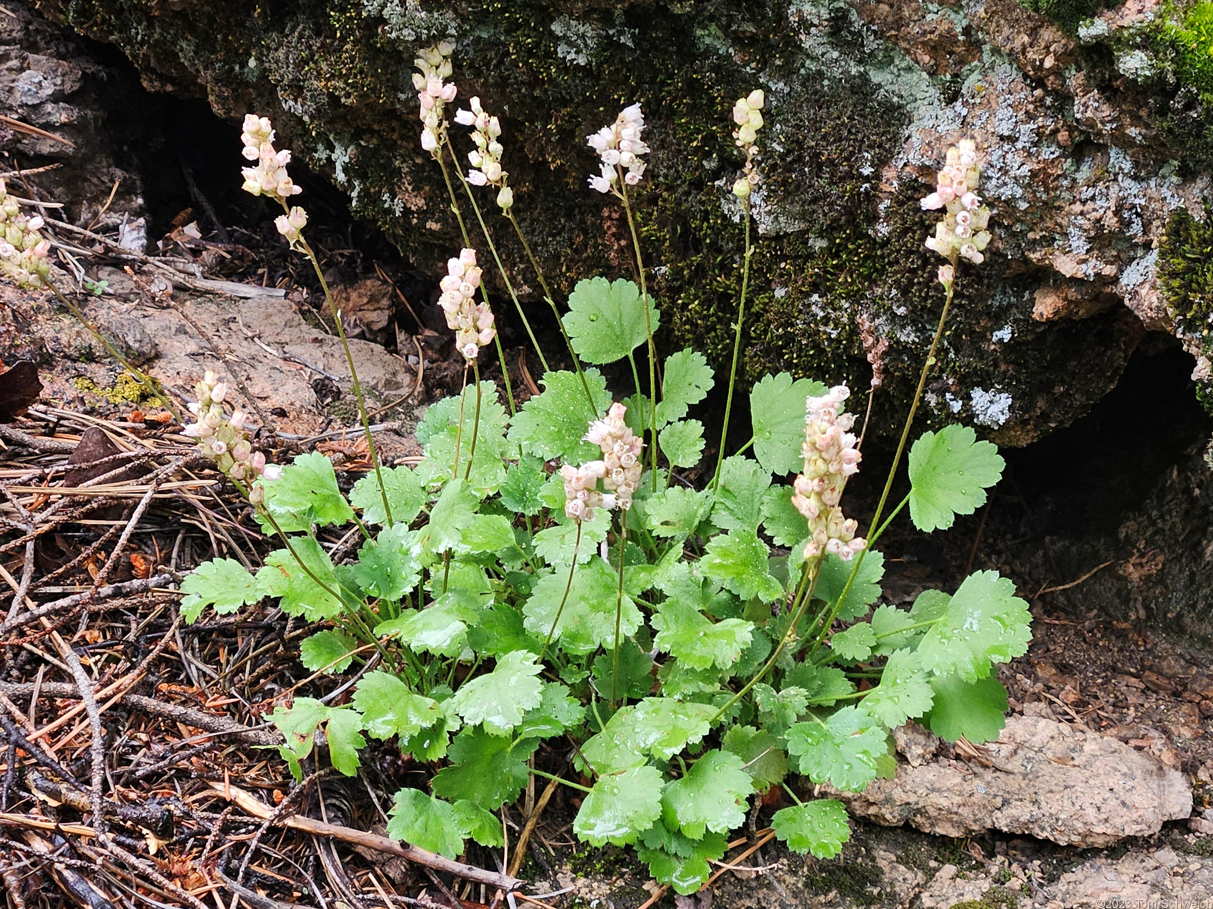 Saxifragaceae Heuchera hallii