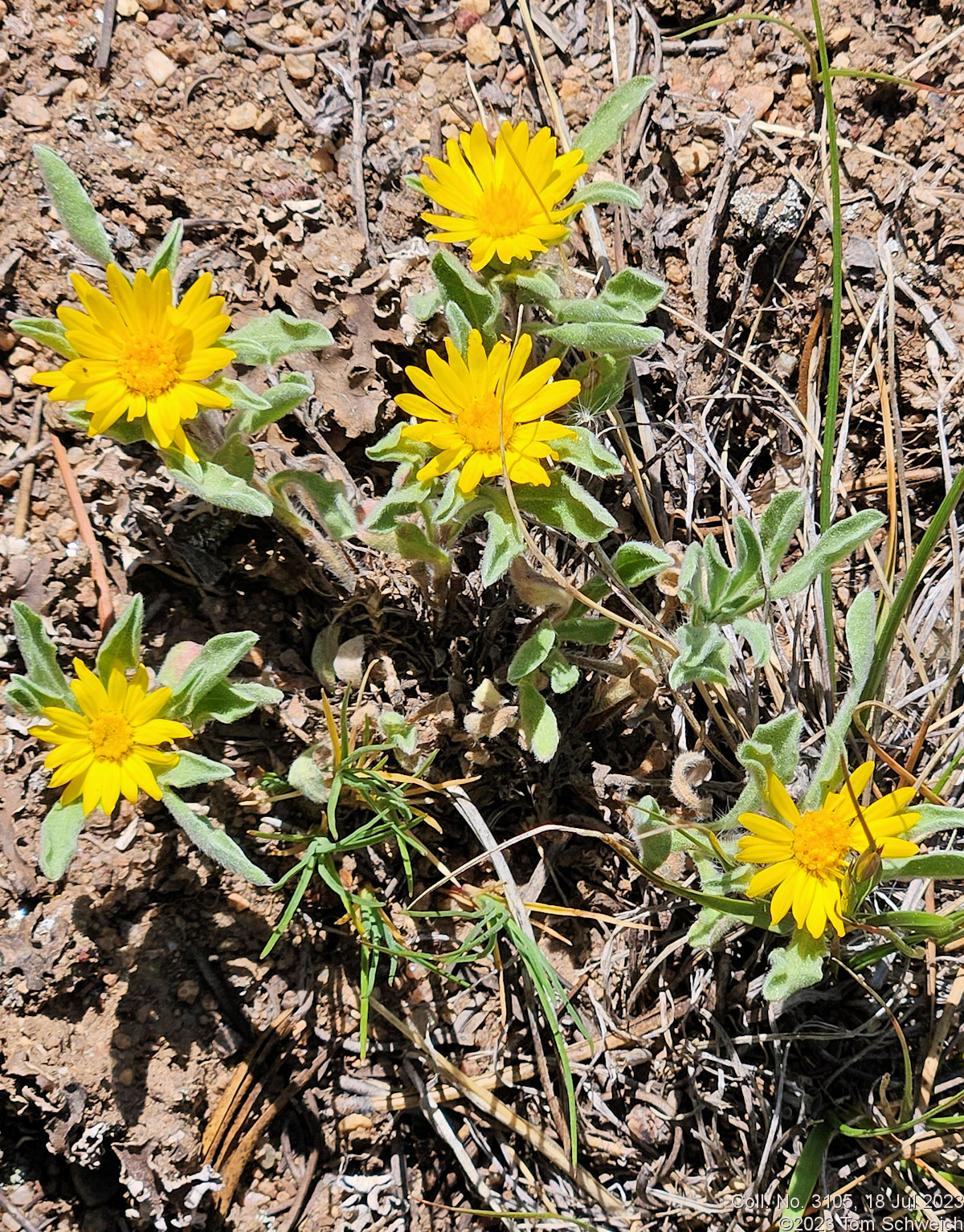 Asteraceae Heterotheca pumila