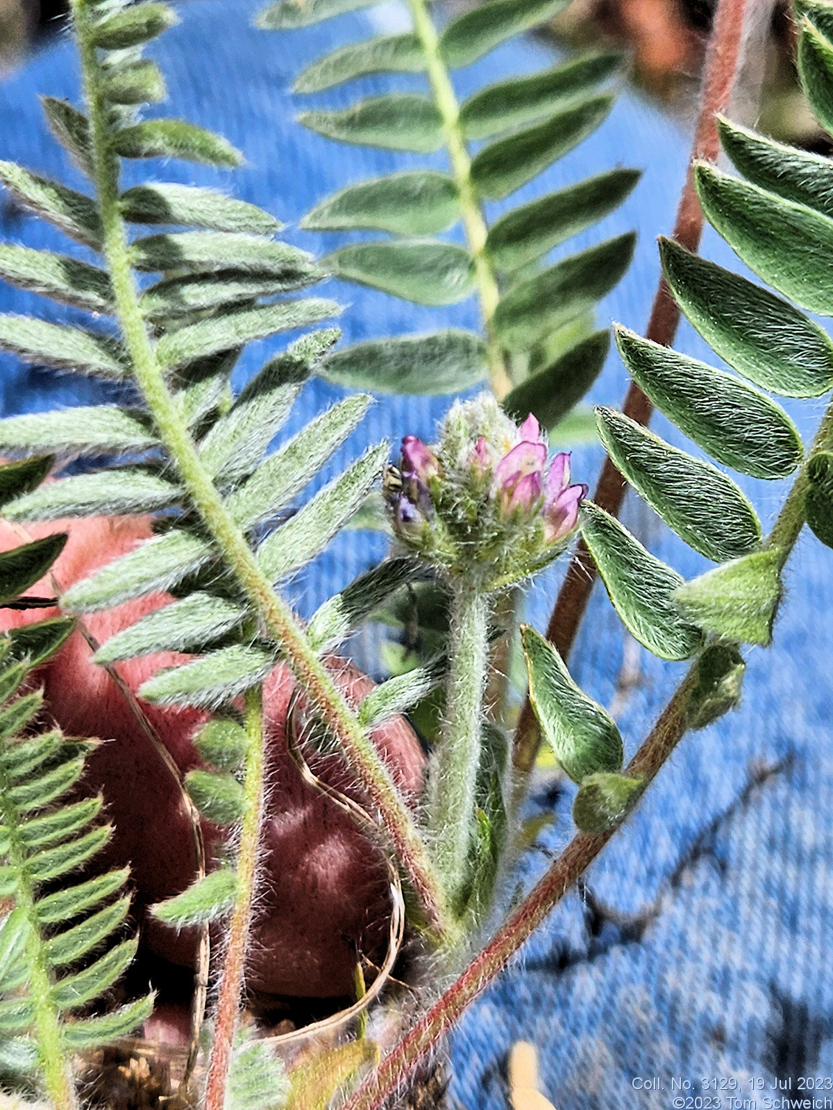 Fabaceae Oxytropis