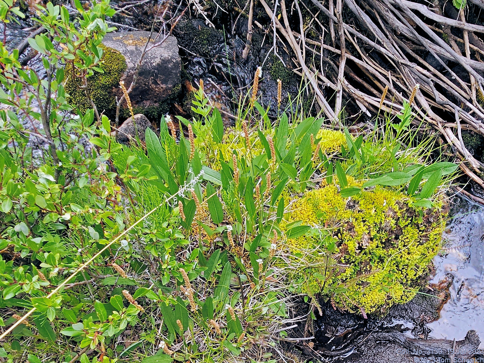 Polygonaceae Bistorta vivipara