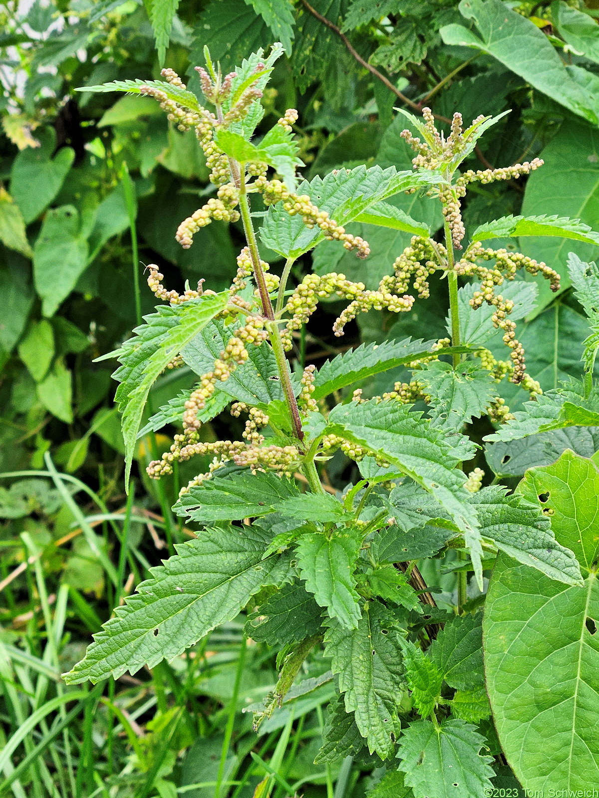 Urticaceae Urtica dioica pubescens