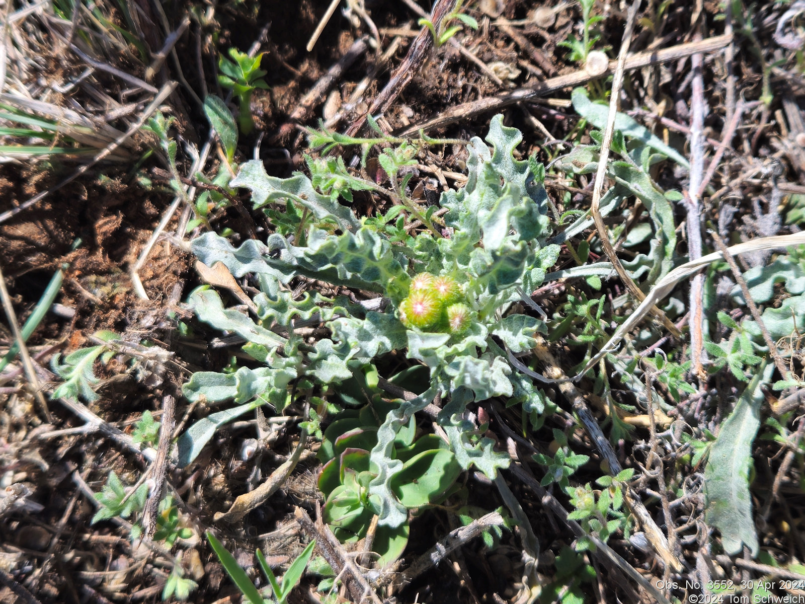 Asteraceae Packera fendleri