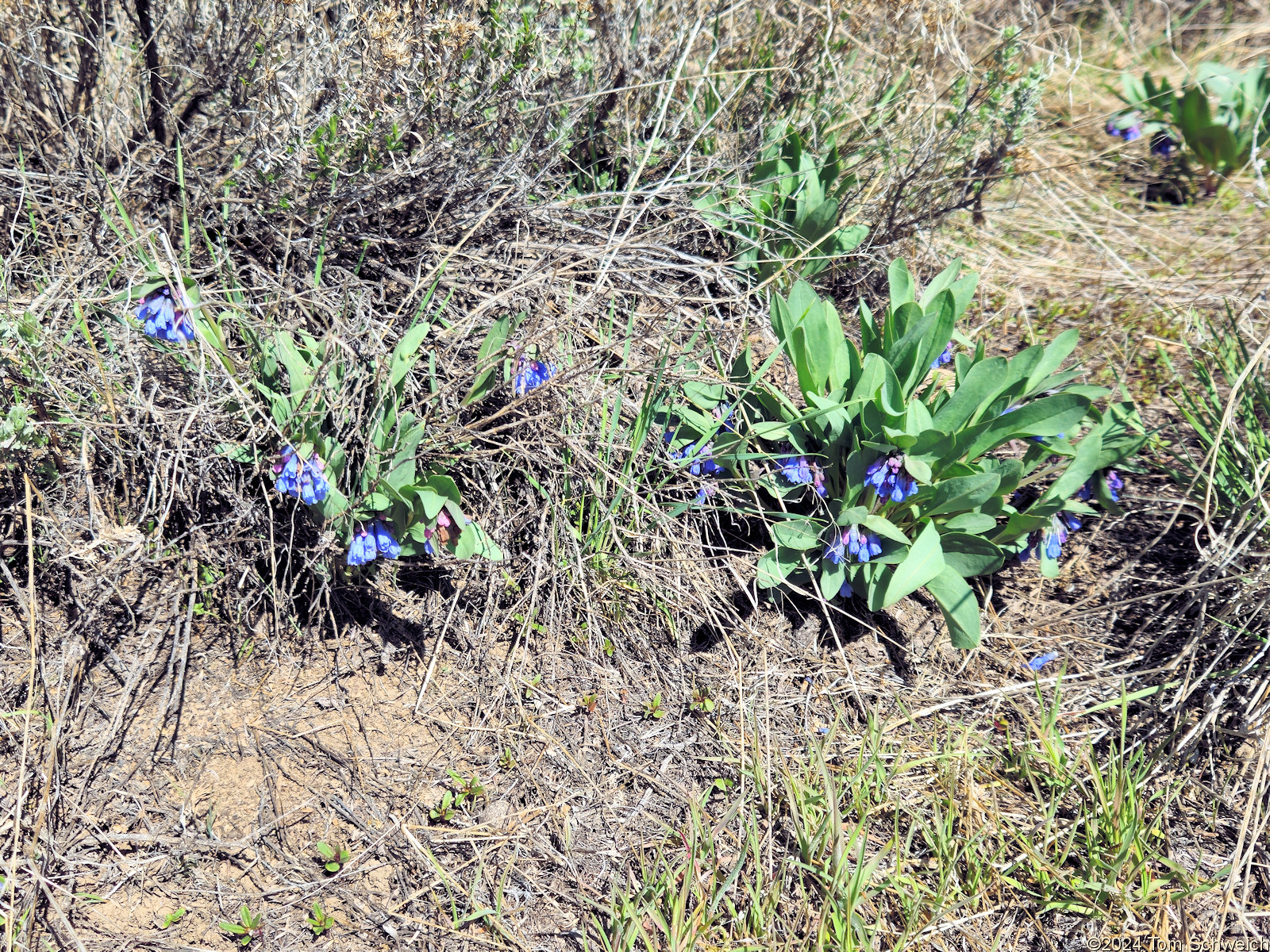 Boraginaceae Mertensia oblongifolia