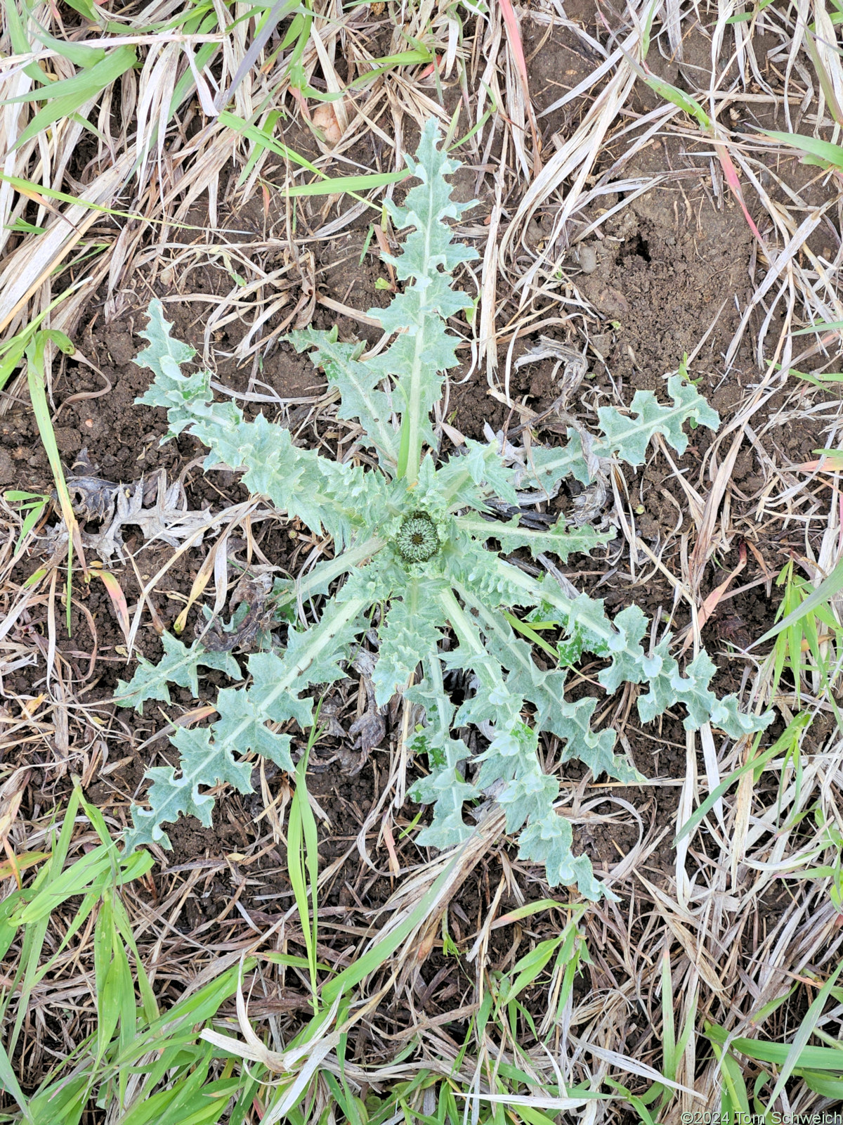 Asteraceae Cirsium undulatum