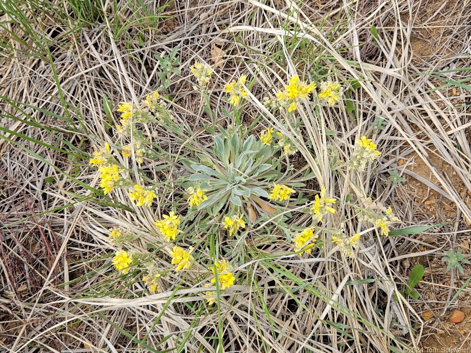 Brassicaceae Physaria