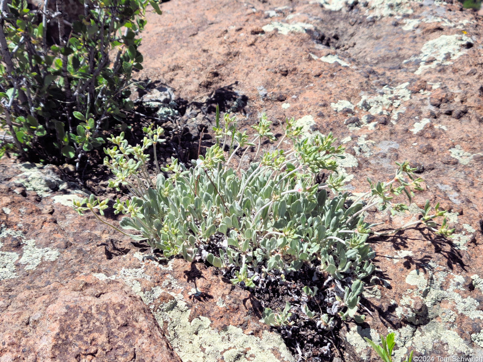 Polygonaceae Eriogonum arcuatum