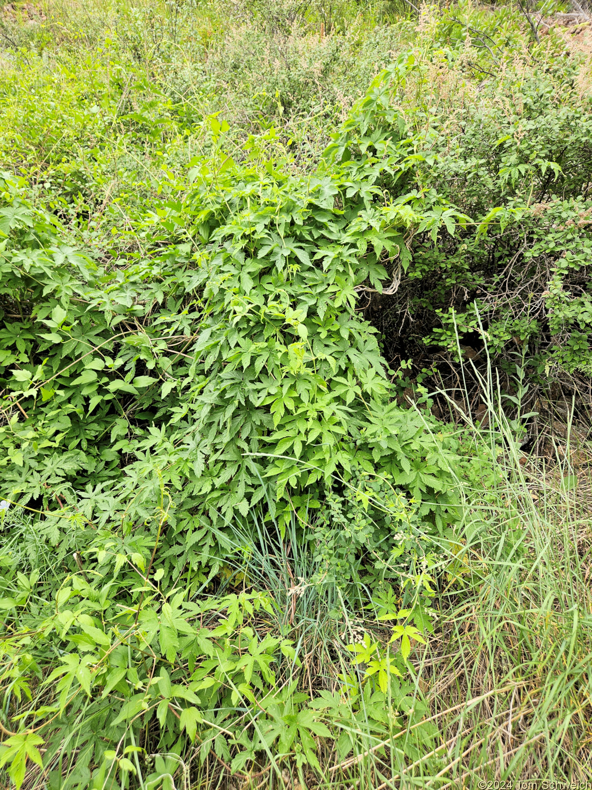 Cannabaceae Humulus neomexicanus