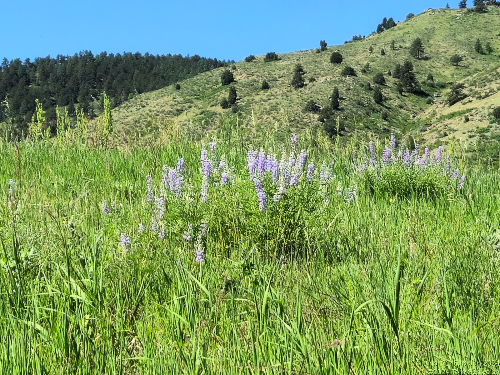 Lupinus argenteus argenteus