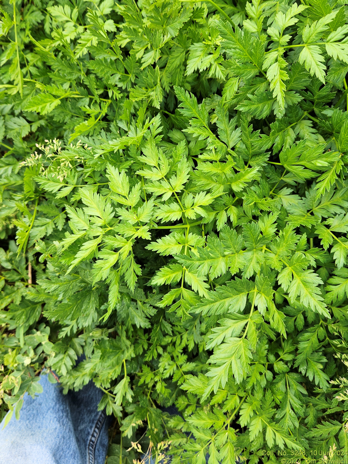 Apiaceae Ligusticum porteri