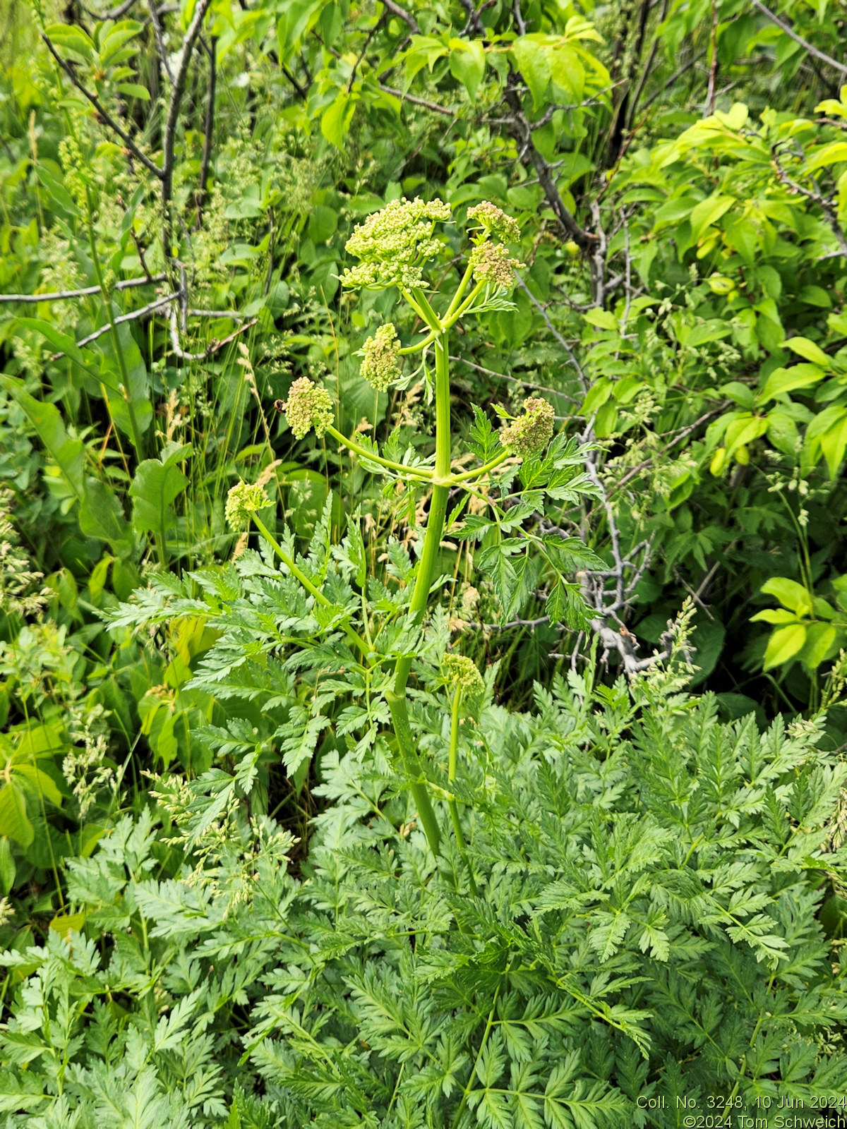 Apiaceae Ligusticum porteri