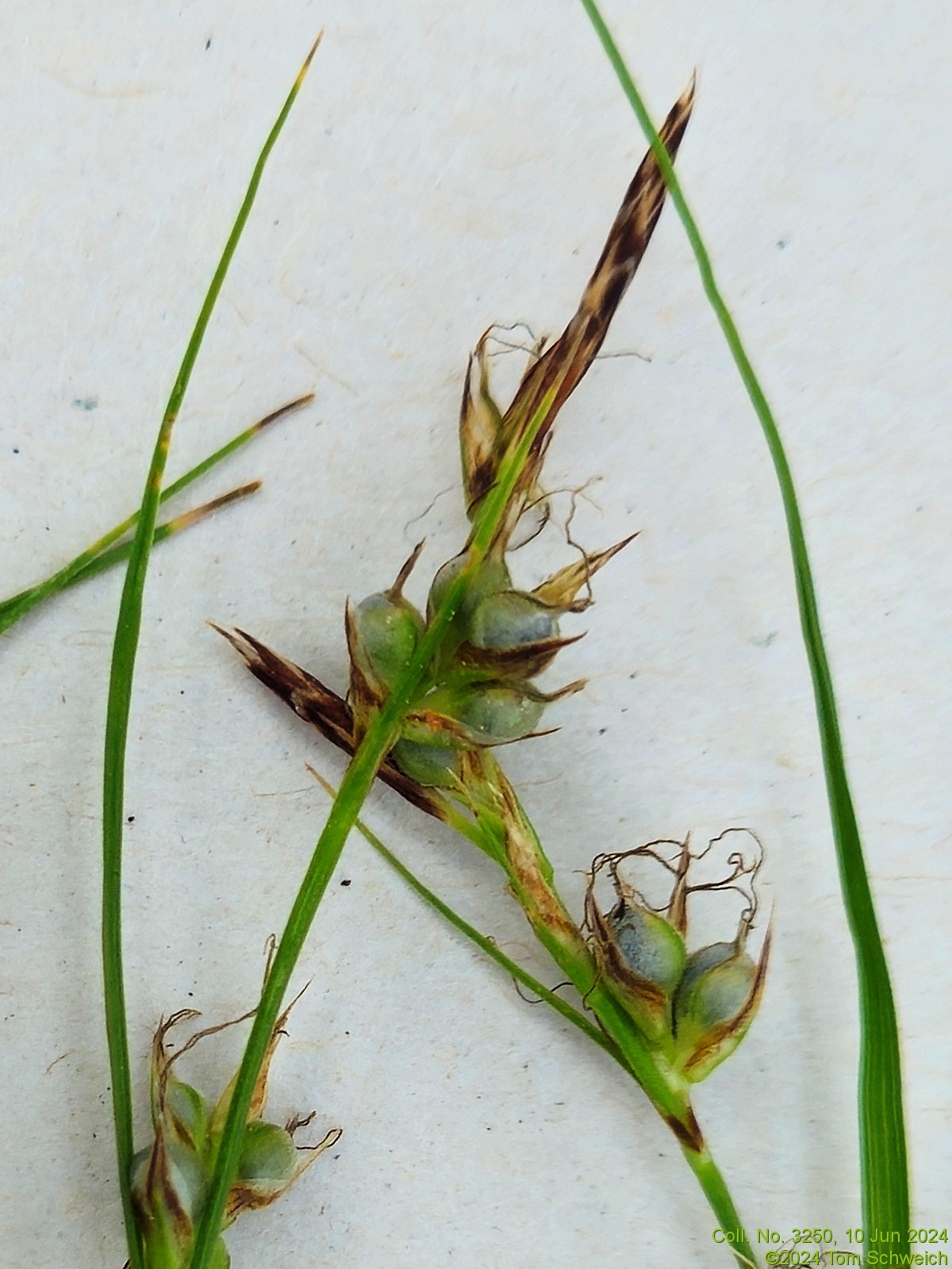 Cyperaceae Carex