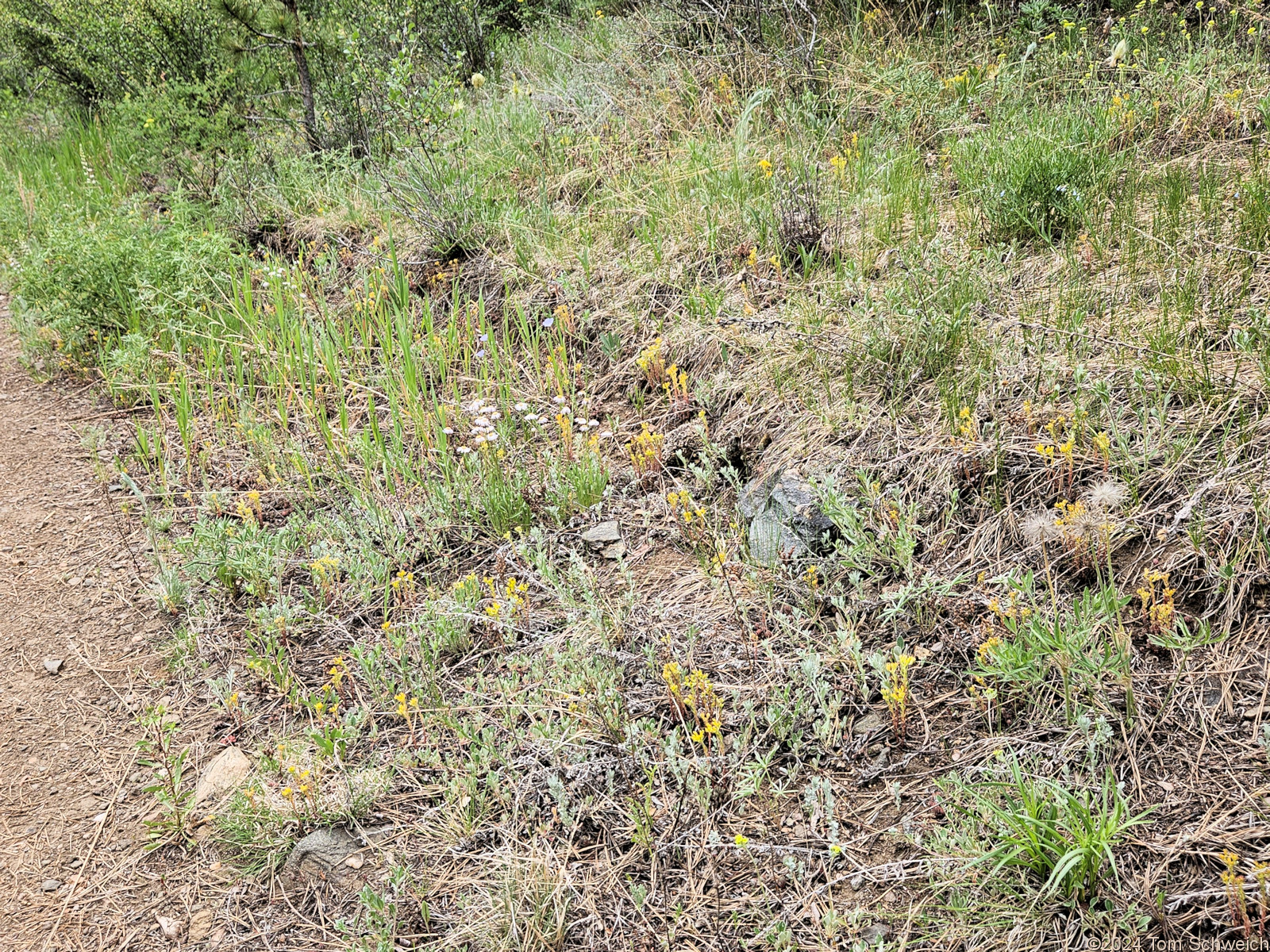 Crassulaceae Sedum lanceolatum