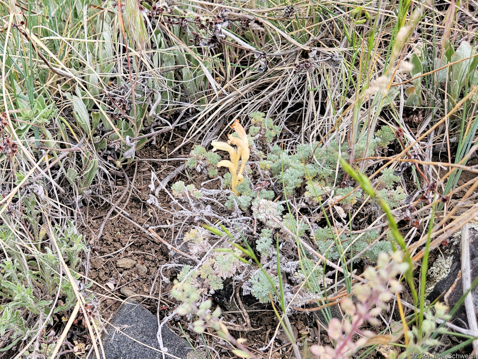 Orobanchaceae Orobanche fasciculata