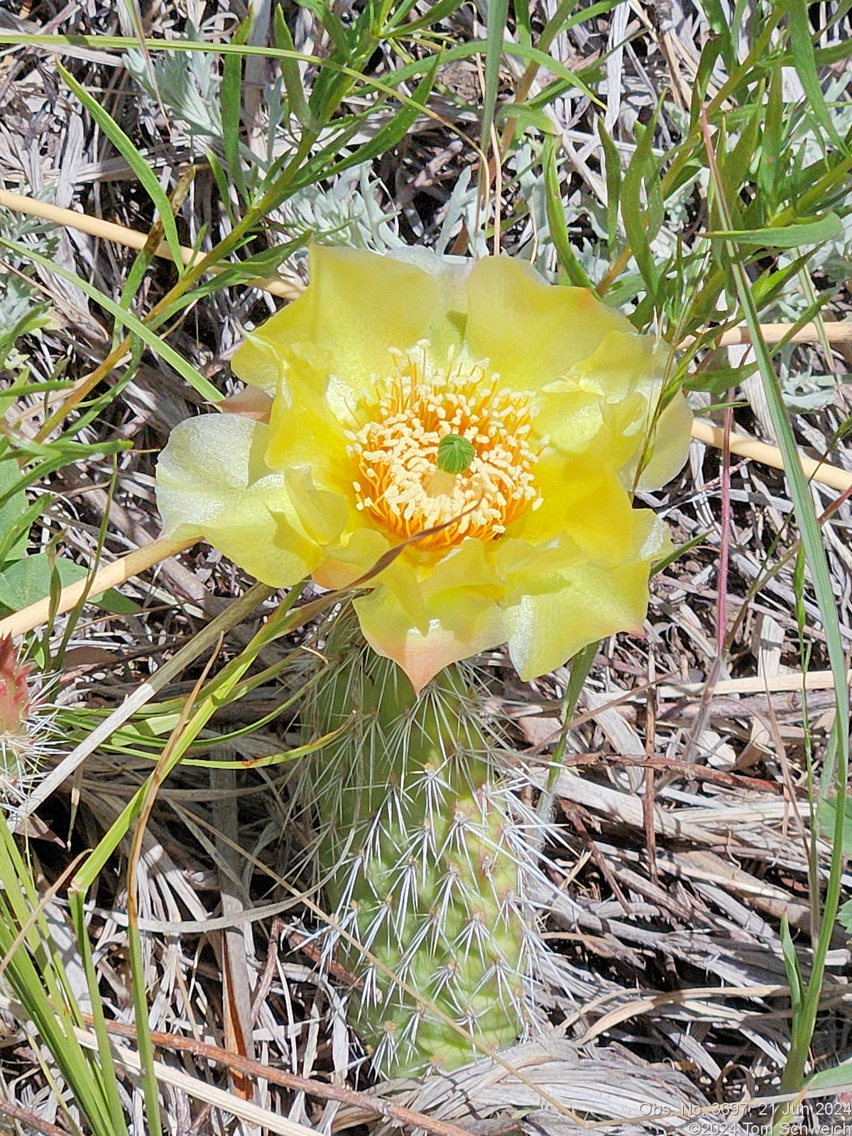 Cactaceae Opuntia polyacantha