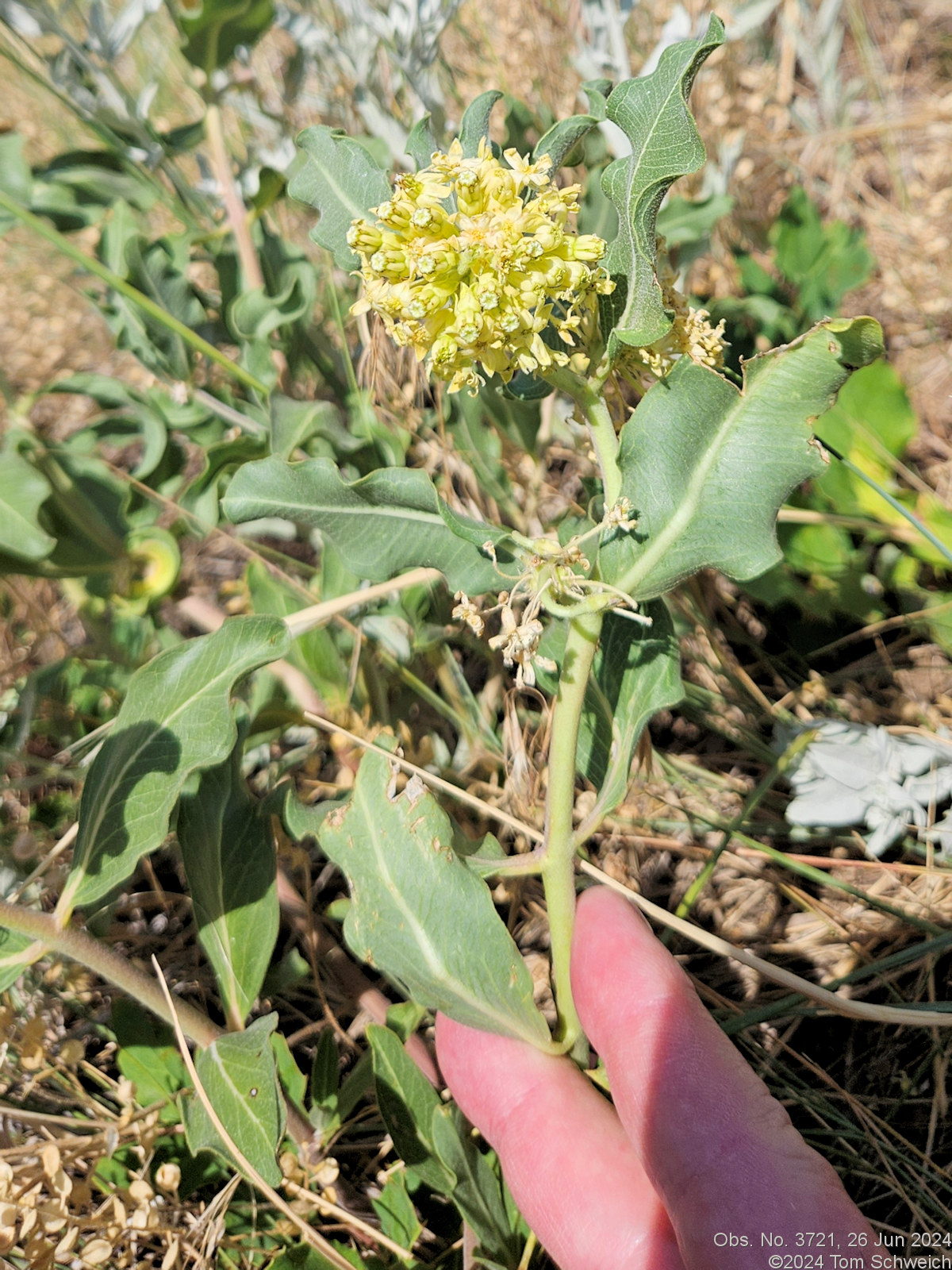 Asclepiadaceae Asclepias viridiflora