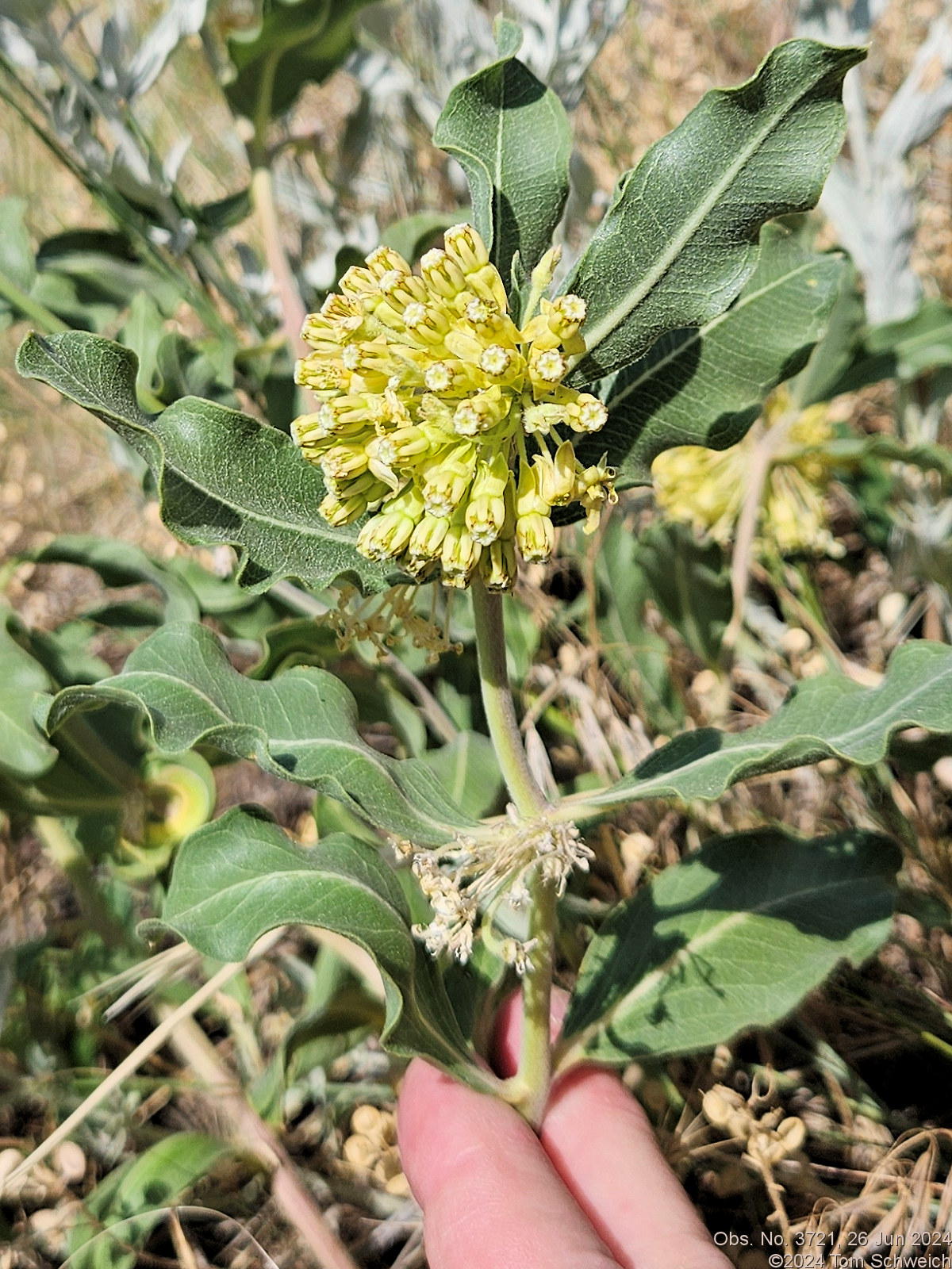 Asclepiadaceae Asclepias viridiflora