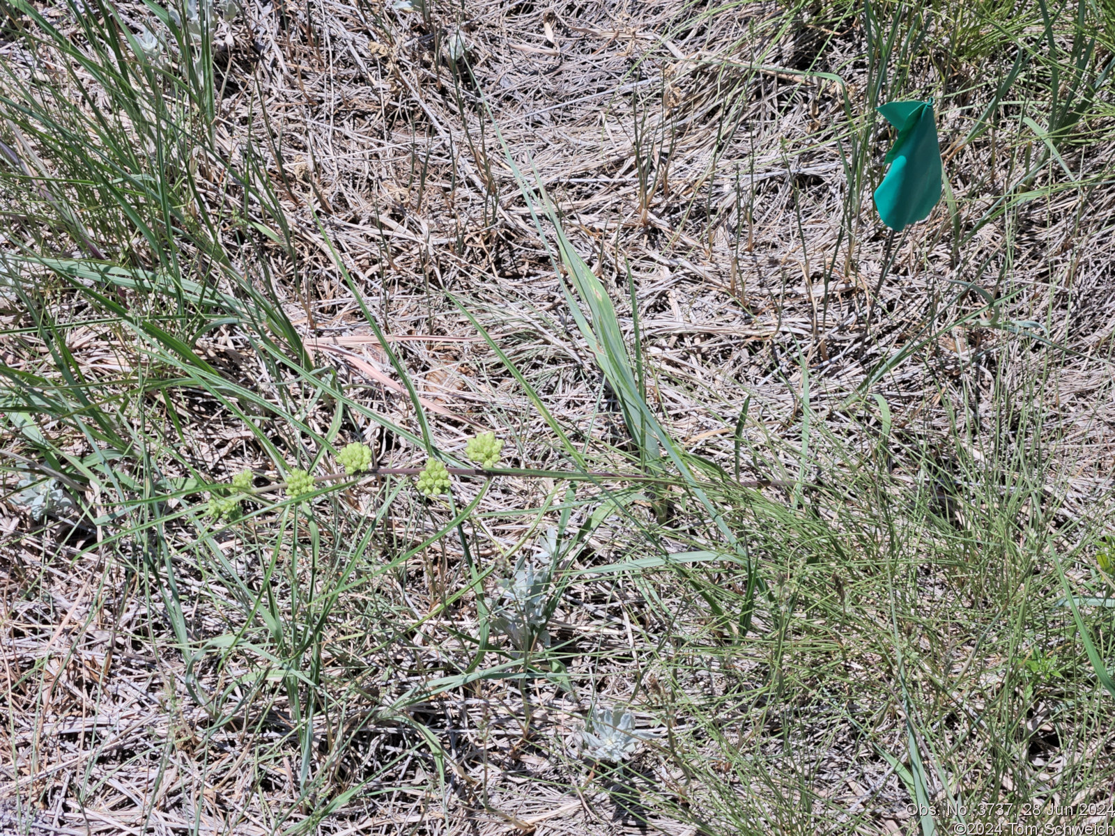 Asclepiadaceae Asclepias stenophylla