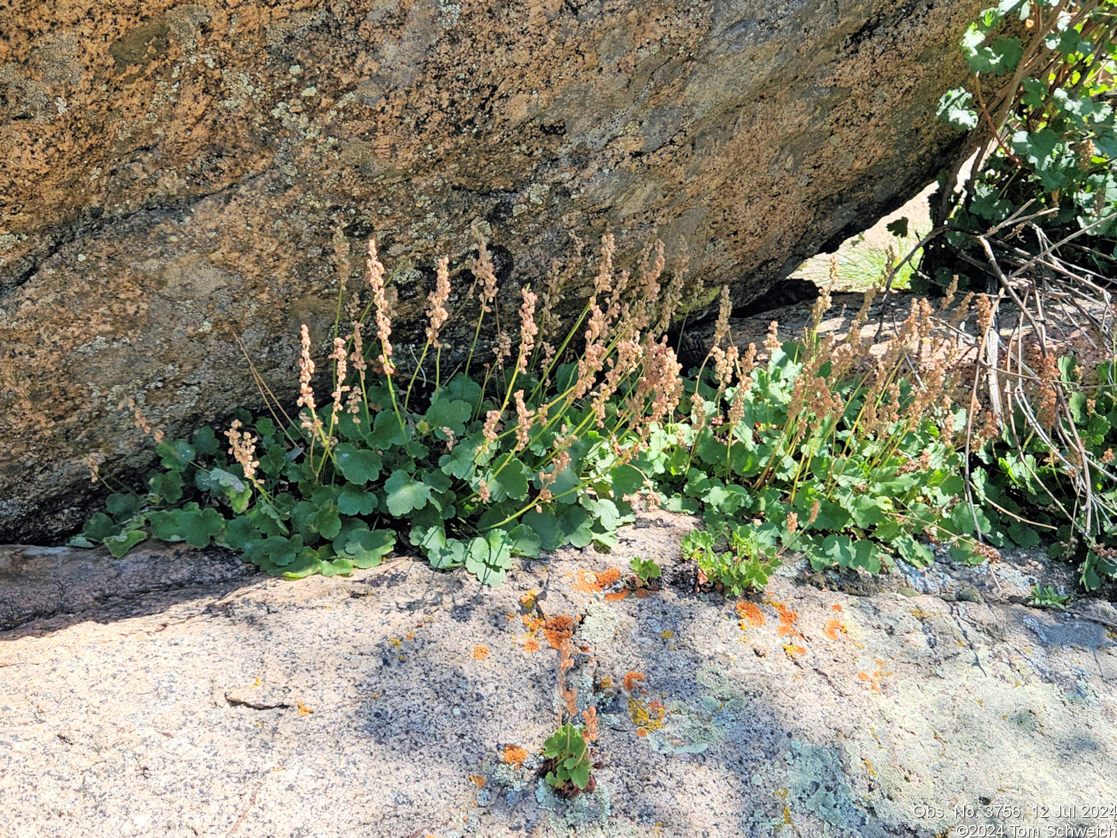 Saxifragaceae Heuchera hallii