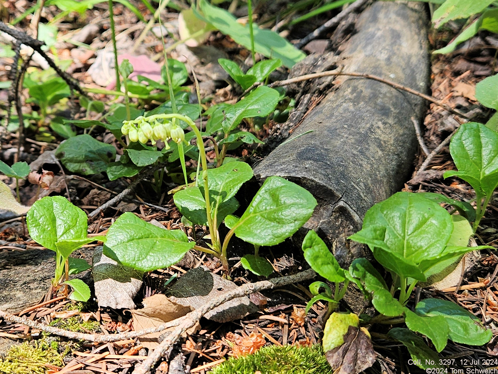 Ericaceae Orthilia secunda