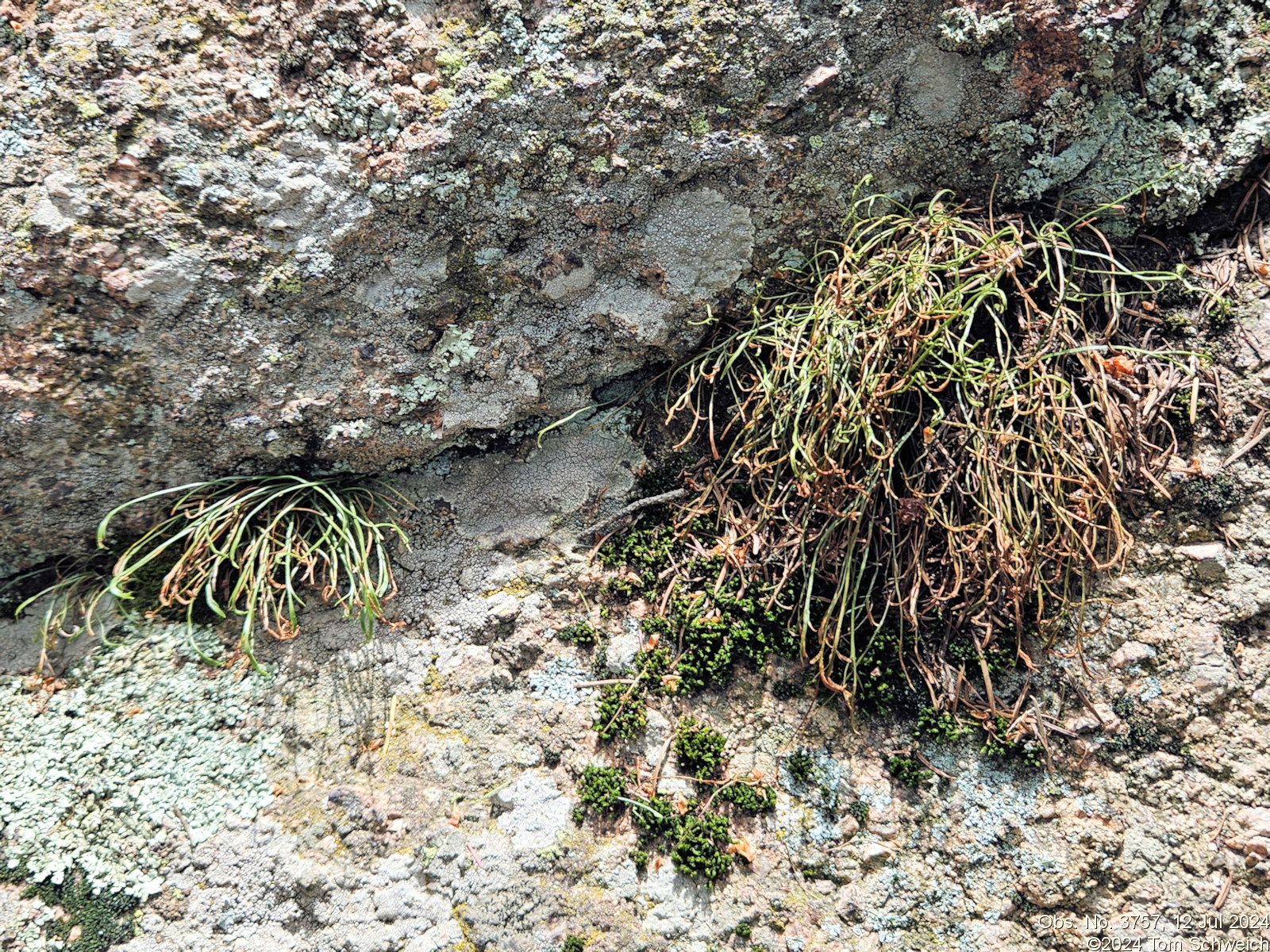 Aspleniaceae Asplenium septentrionale