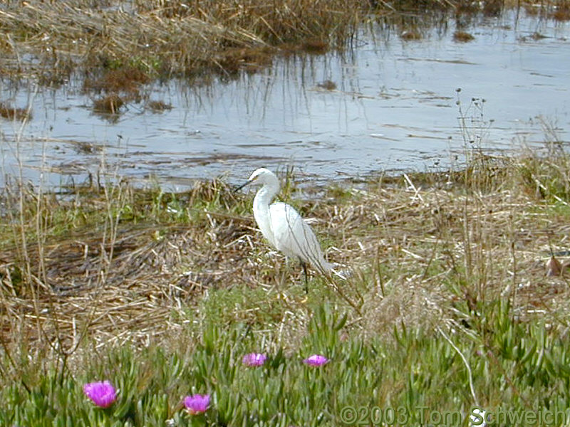Egret in Elsie Roemer Bird Sanctuary.