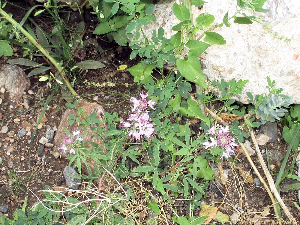 Cleomaceae Peritoma serrulata