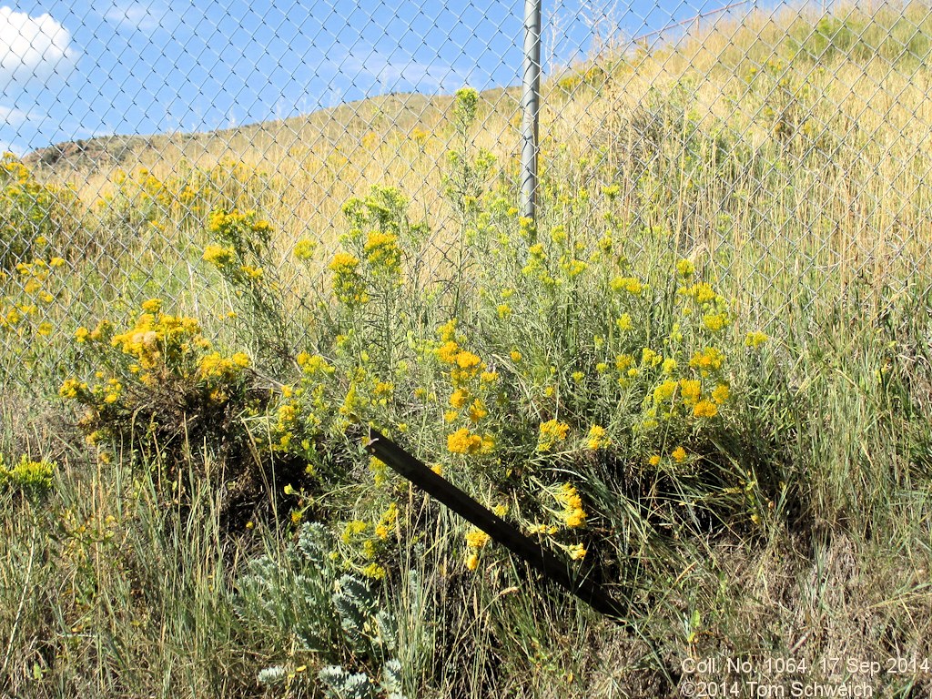 Asteraceae, Ericameria nauseosa graveolens