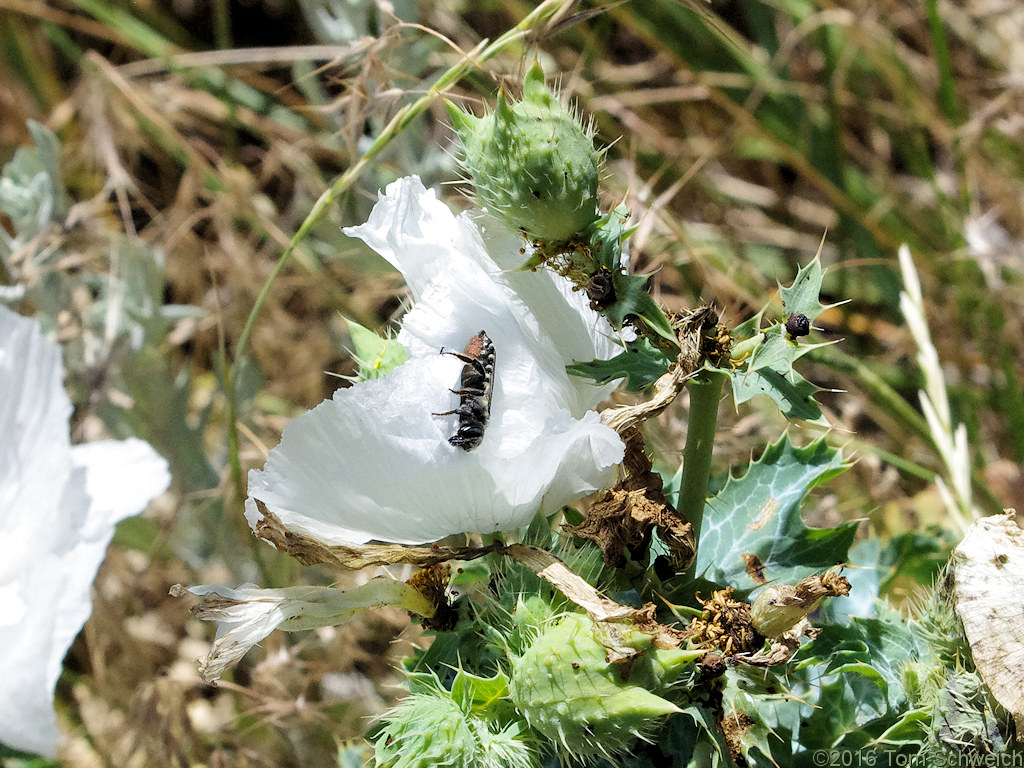 Papaveraceae Argemone polyanthemos