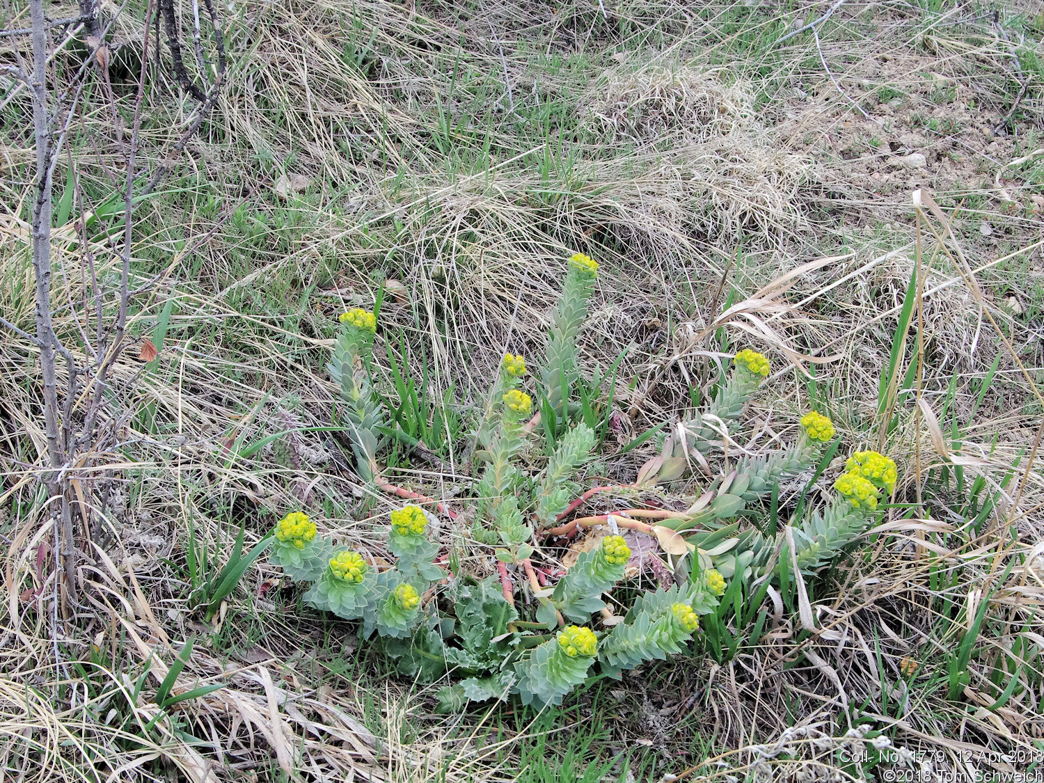 Euphorbiaceae Euphorbia myrsinites