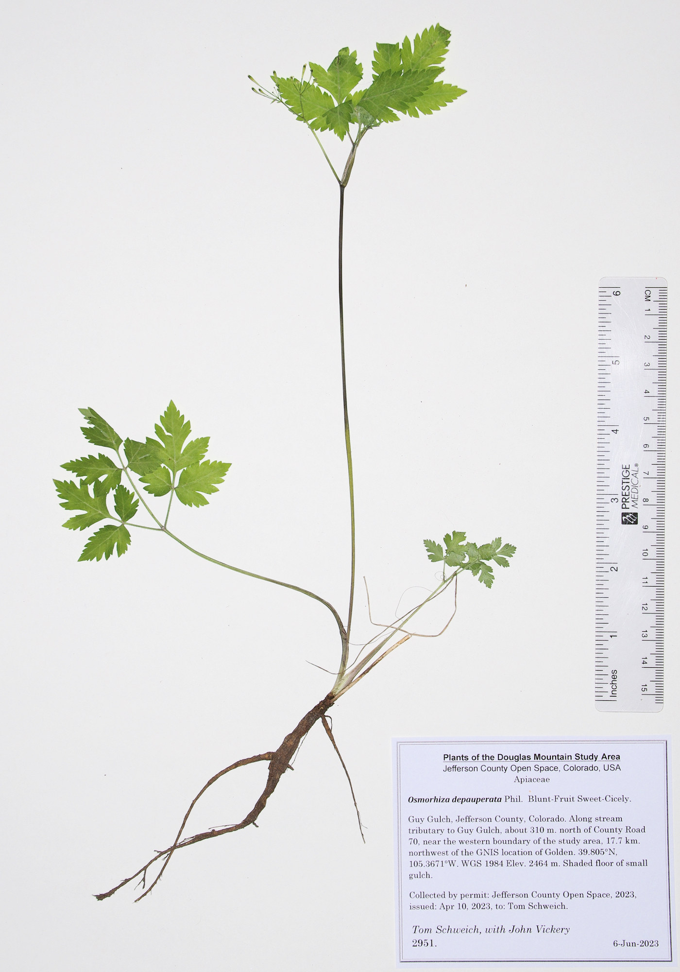 Apiaceae Osmorhiza depauperata