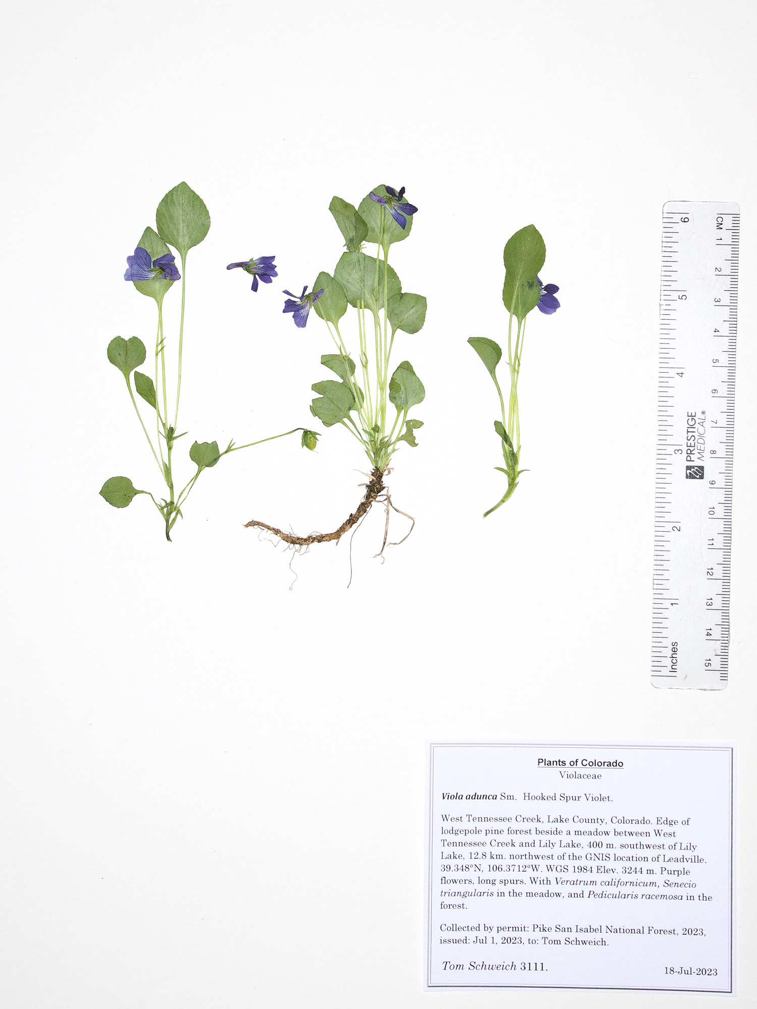 Violaceae Viola adunca