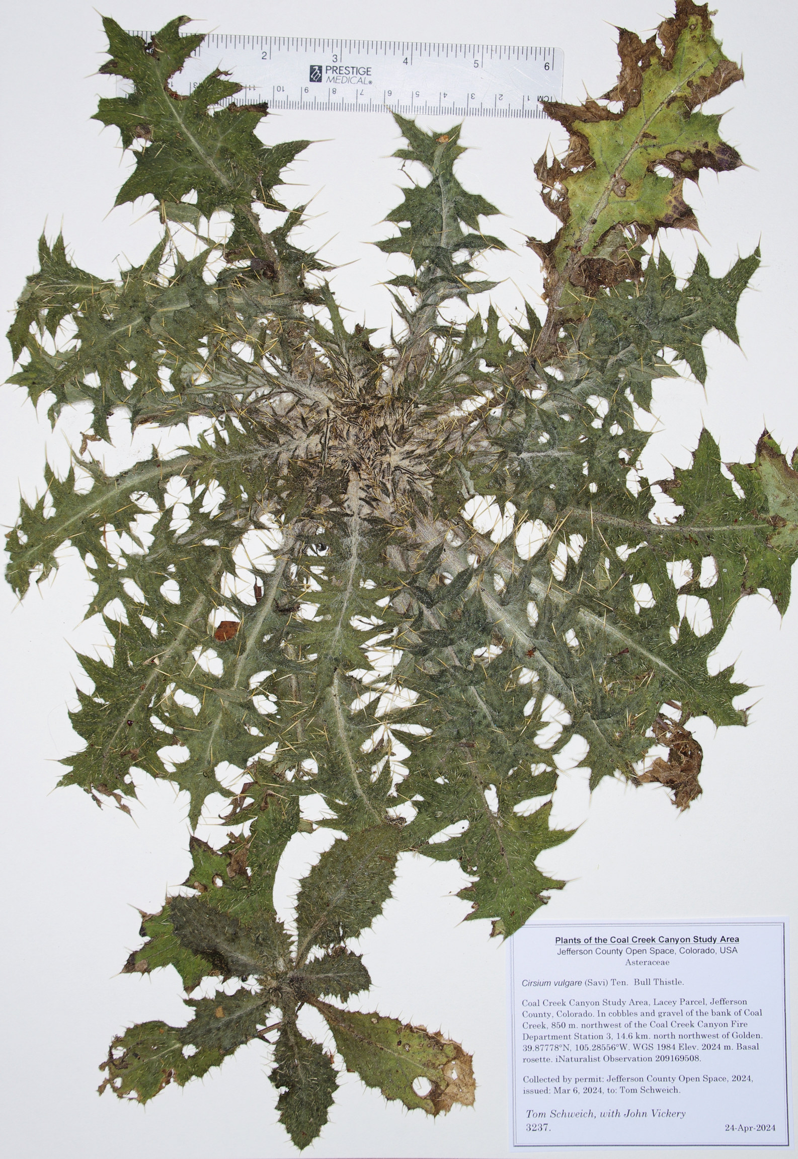 Asteraceae Cirsium vulgare