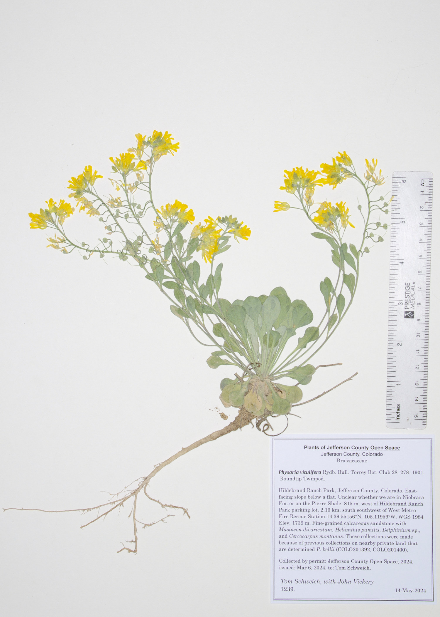 Brassicaceae Physaria vitulifera