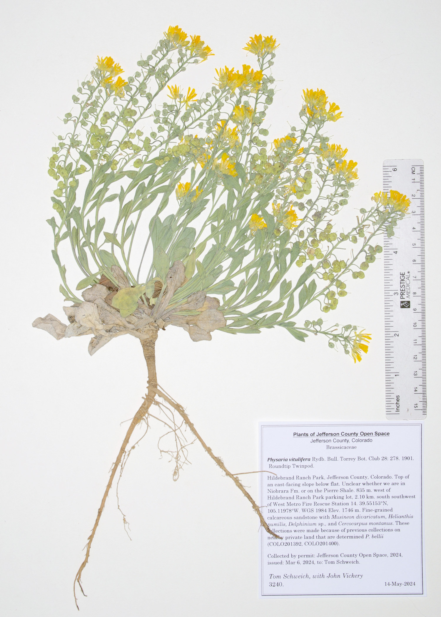 Brassicaceae Physaria vitulifera