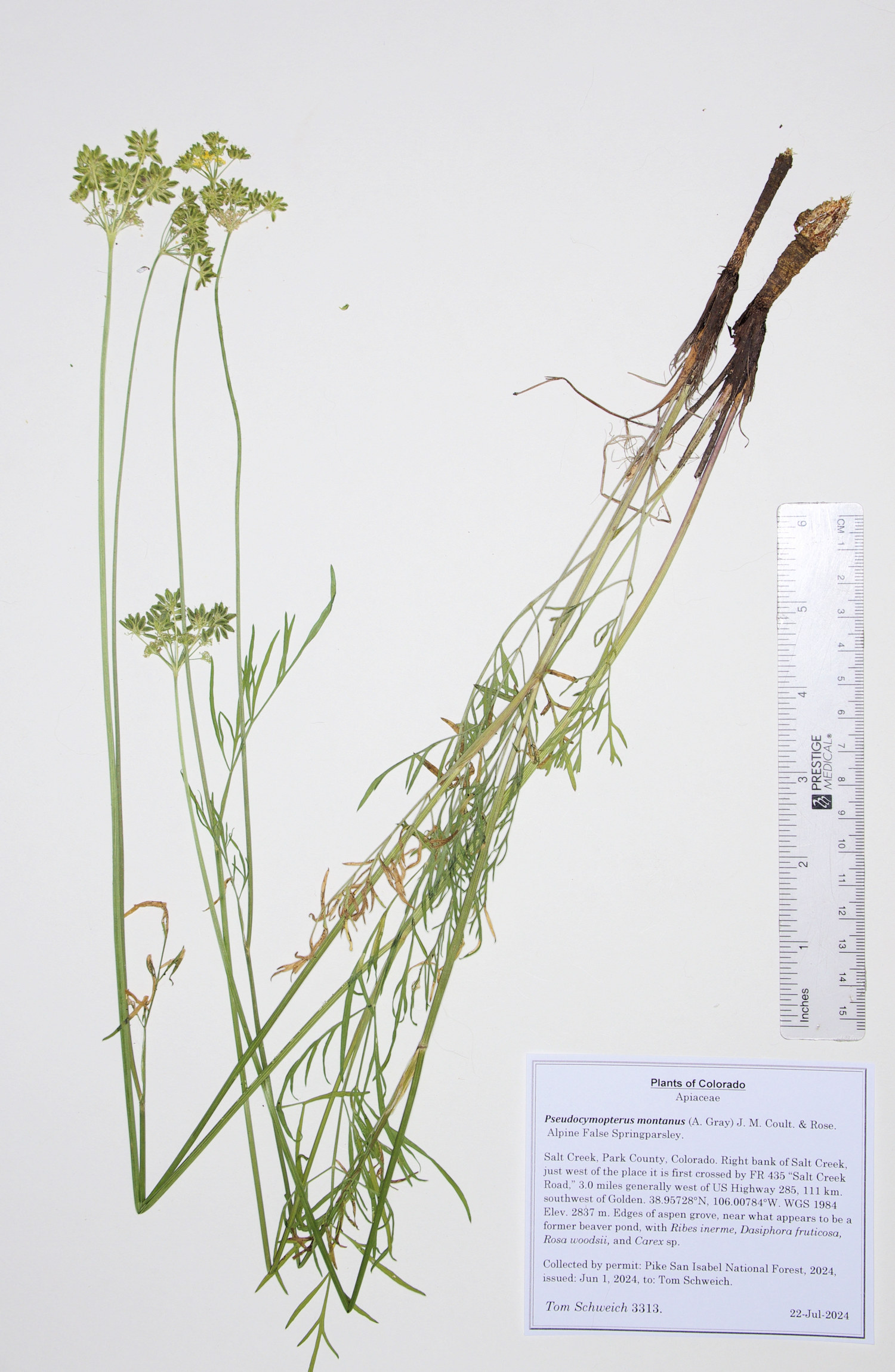 Apiaceae Pseudocymopterus montanus