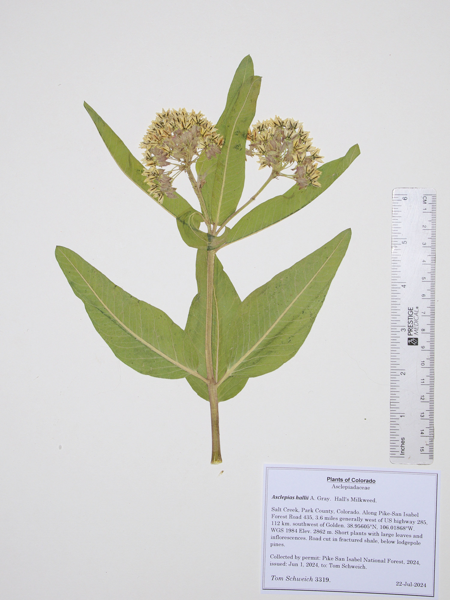 Asclepiaceae Asclepias hallii