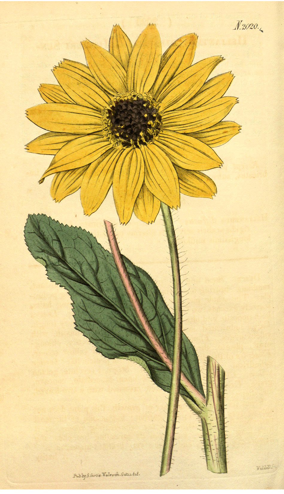 Asteraceae Helianthus pauciflorus