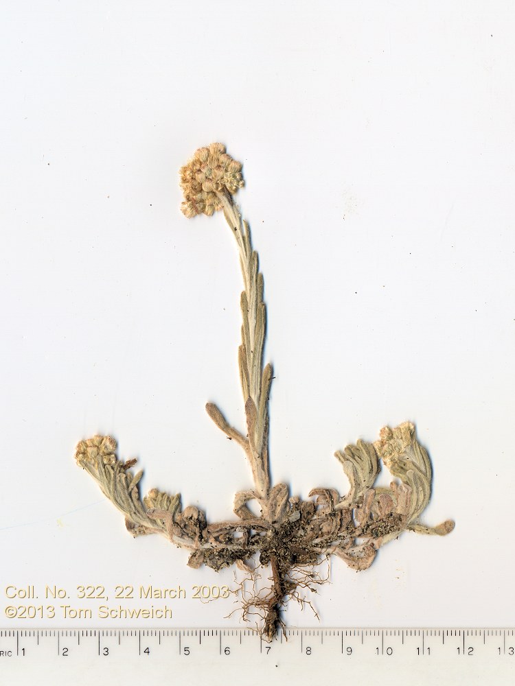 Asteraceae Pseudognaphalium luteoalbum
