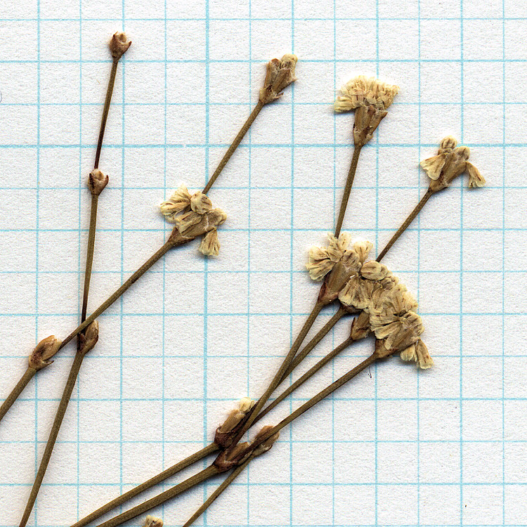 Polygonaceae Eriogonum brachyanthum