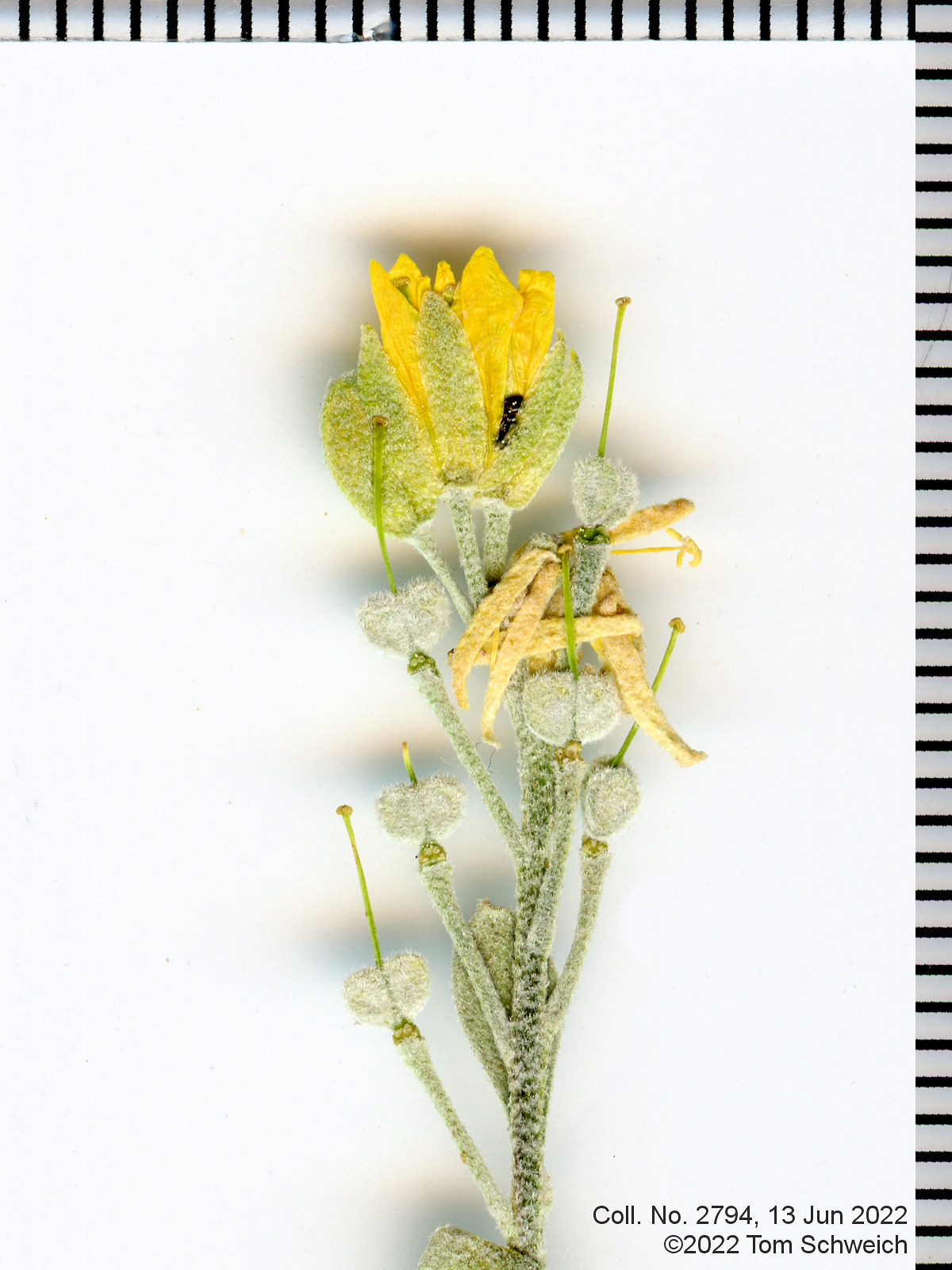 Brassicaceae Physaria vitulifera