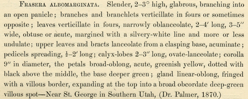 Image of the original description of <i>Swertia albomarginata</i>.