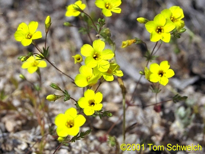 Golden Linanthus (<I>Leptosiphon aureus</I> ssp. <I>aureus</I>) at Lobo Point.