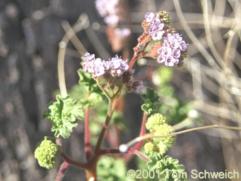 Boraginaceae Phacelia pedicellata