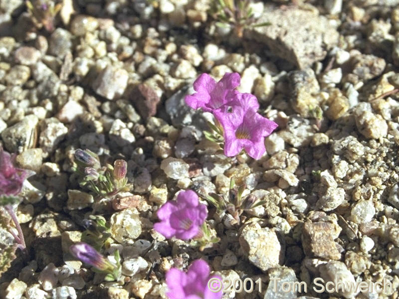 Purple Mat (<I>Nama</I> sp.) in Macedonia Canyon.